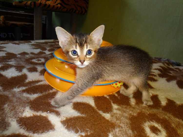 Абиссинская кошка