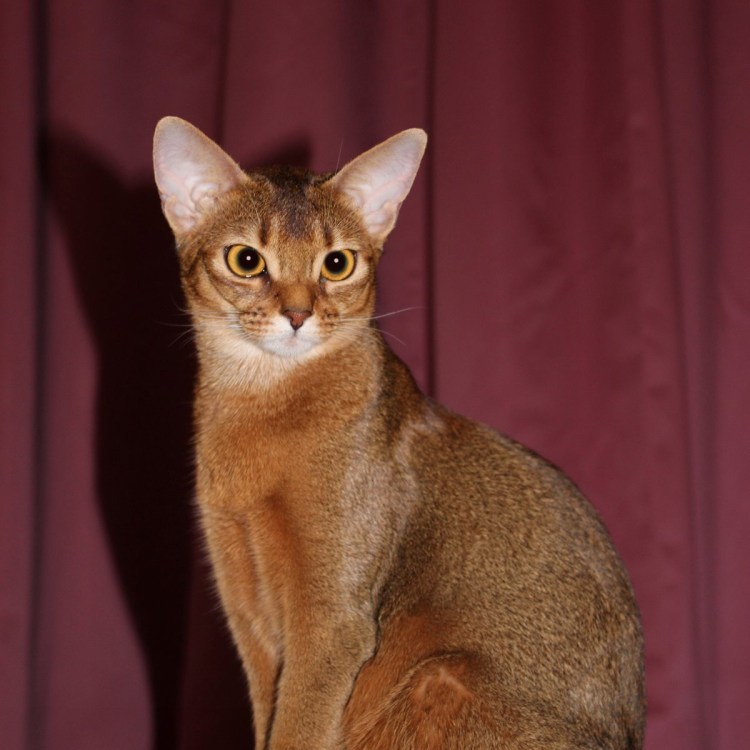 Метис абиссинца