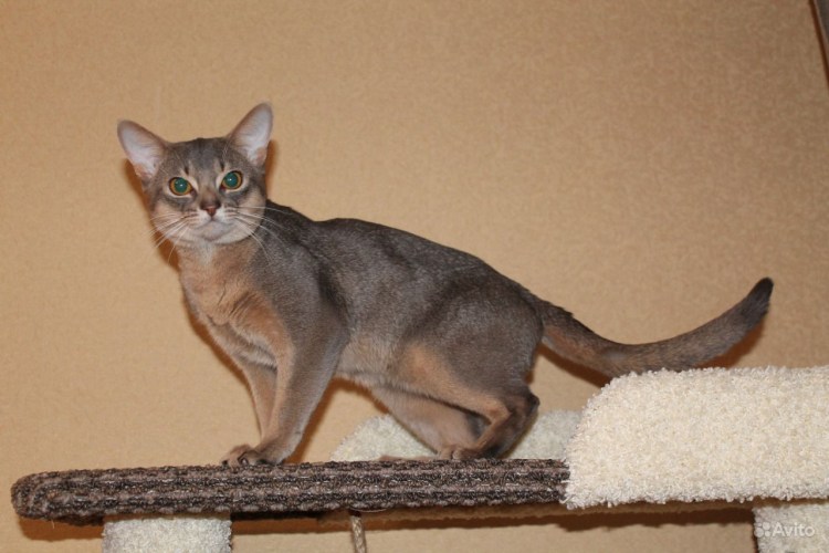 Метис Абиссинской кошки