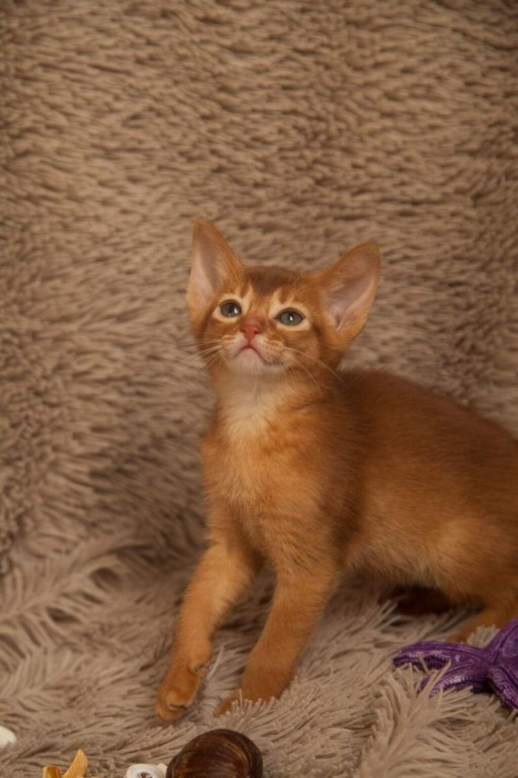 Египетская кошка Абиссинская