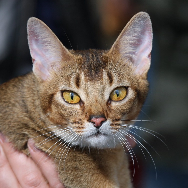 Метис абиссинца