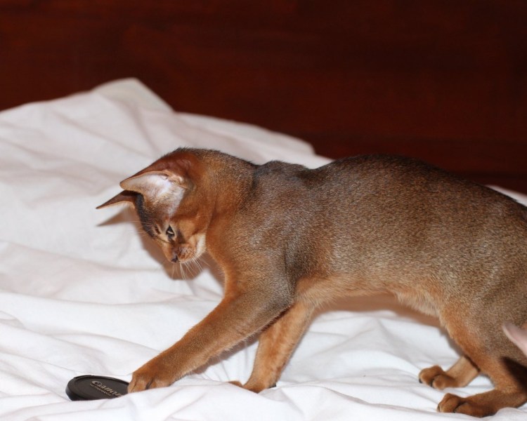 Абиссинец бенгал смесь