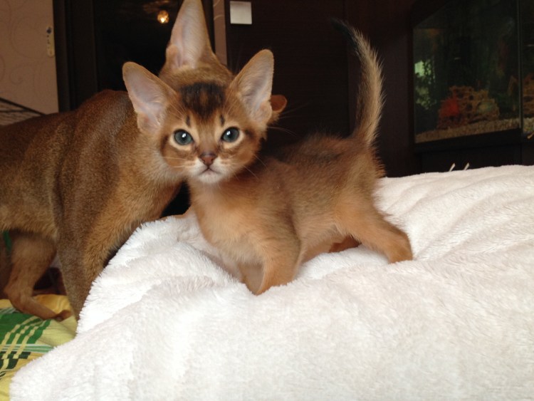 Абиссинская кошка Клеопатры