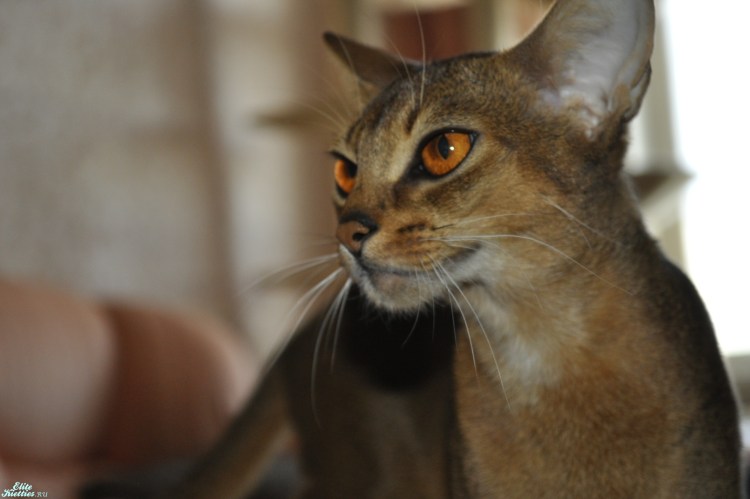 Тикинг у абиссинских кошек