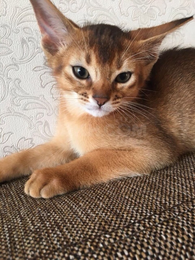 Абиссинец и бенгал метис