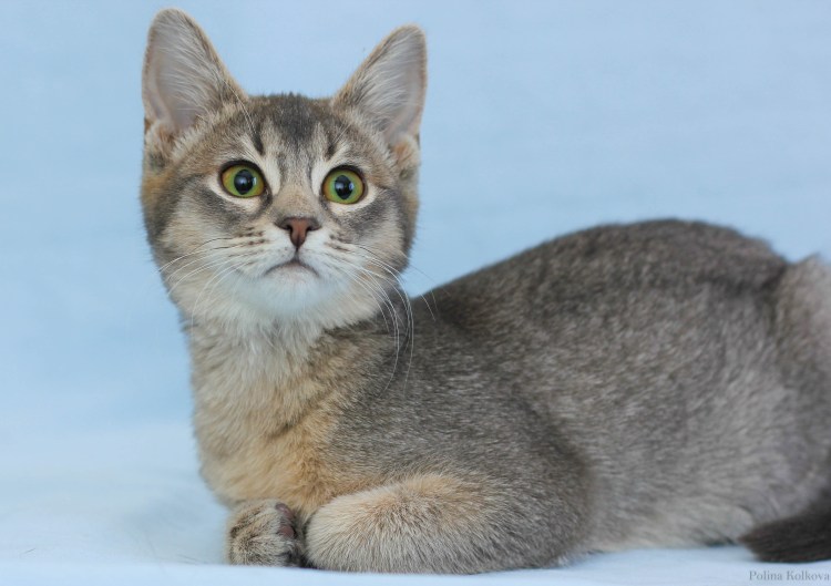 Бенгальский абиссинец