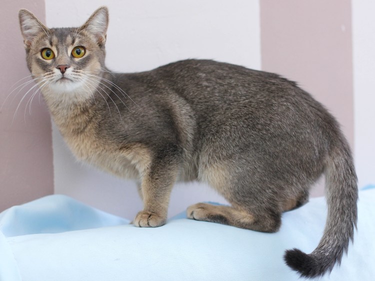 Абиссинцы кошки