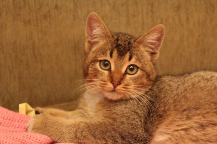 Абиссинский кот метис
