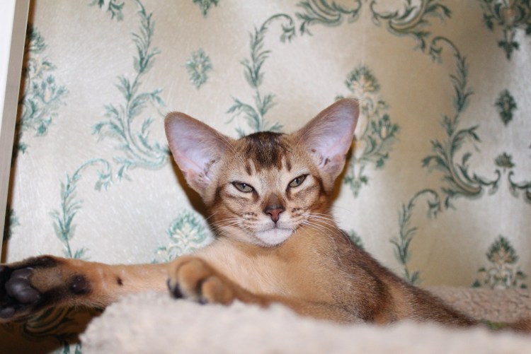 Абиссинец и бенгал метис