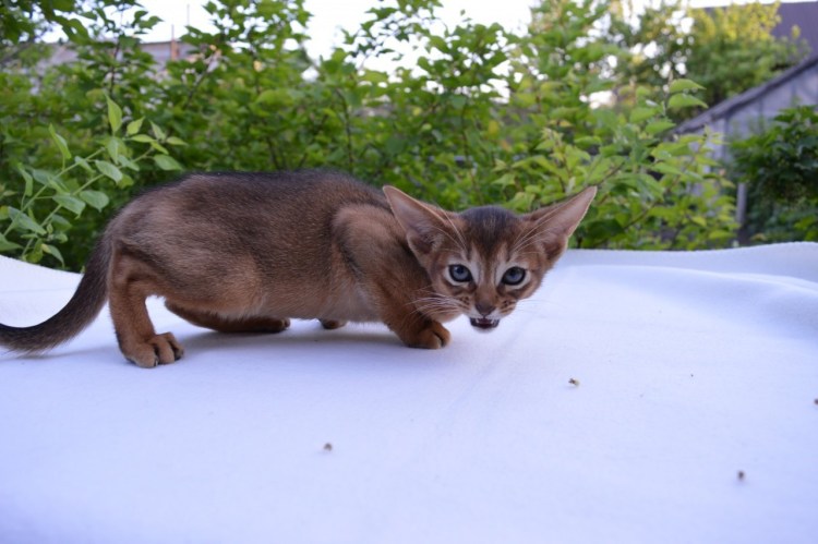 Абиссинская кот в зоомагазине