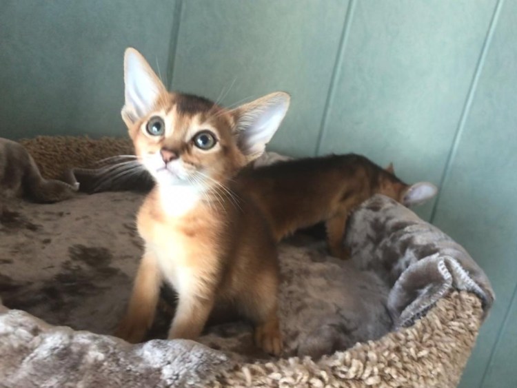 Метис абиссинца