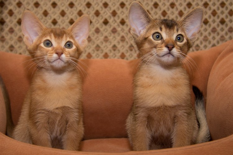 Метис Абиссинской кошки и сиамской