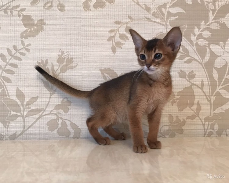 Американская Абиссинская кошка