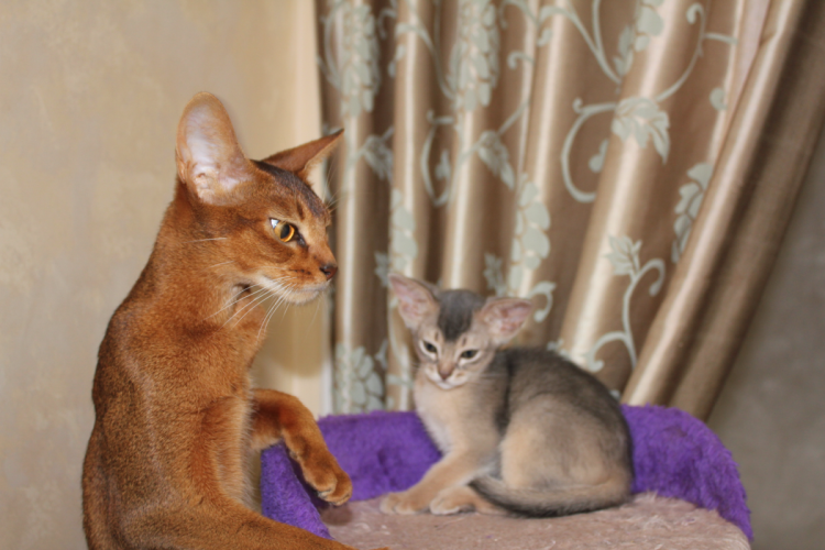 Чаузи кошка