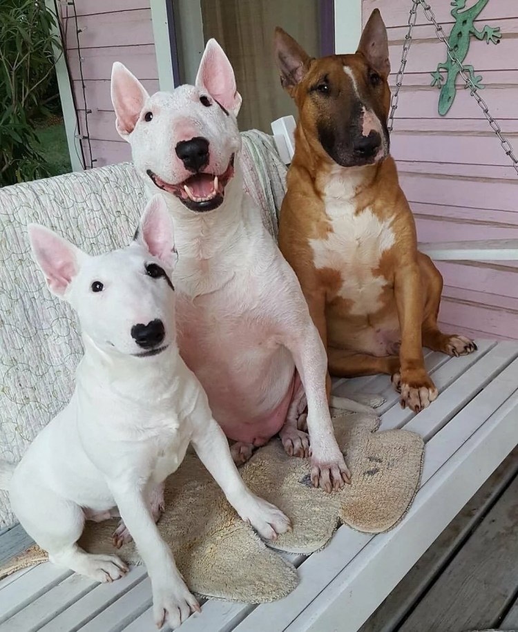 Бойцовский Буль