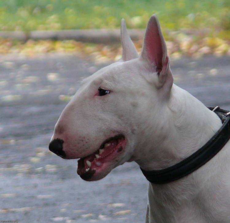 Бультерьер боец