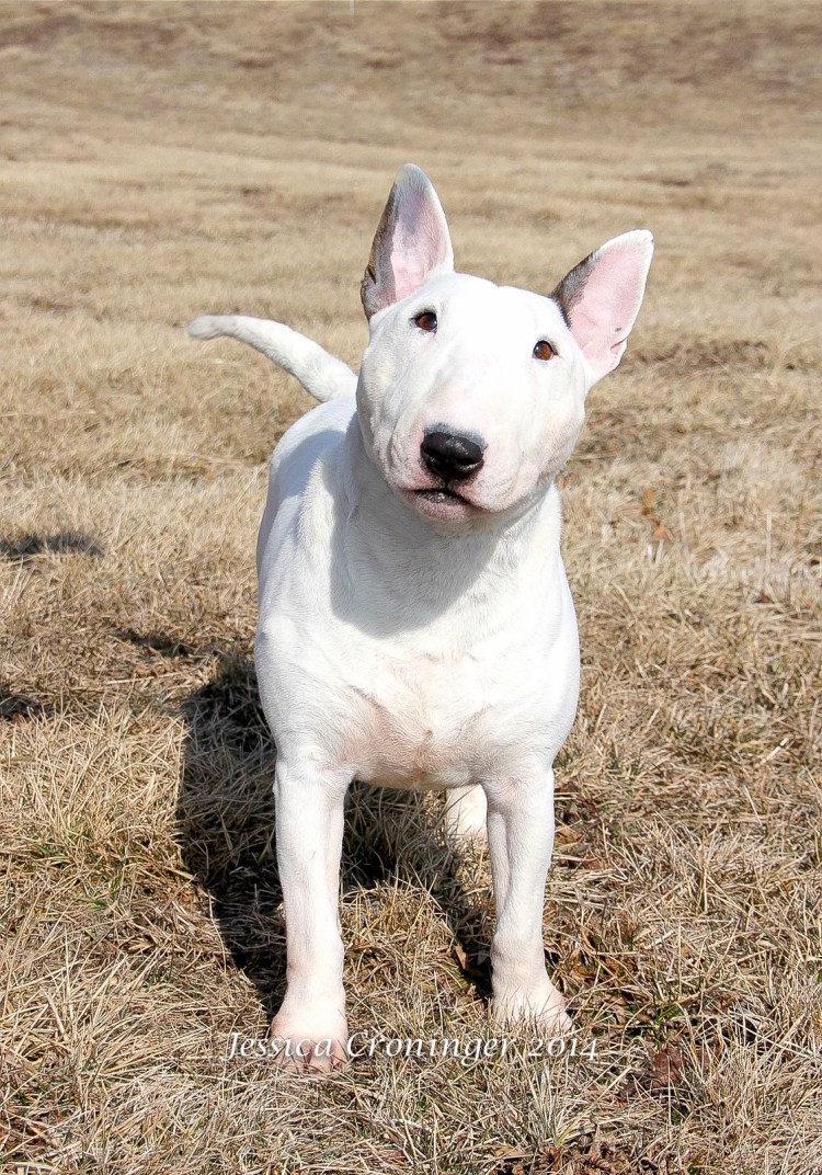 Бультерьер терьер