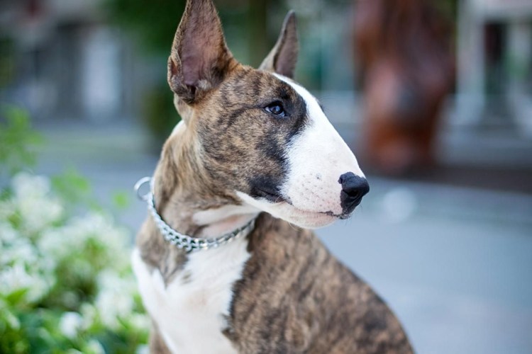 Бультерьер снап