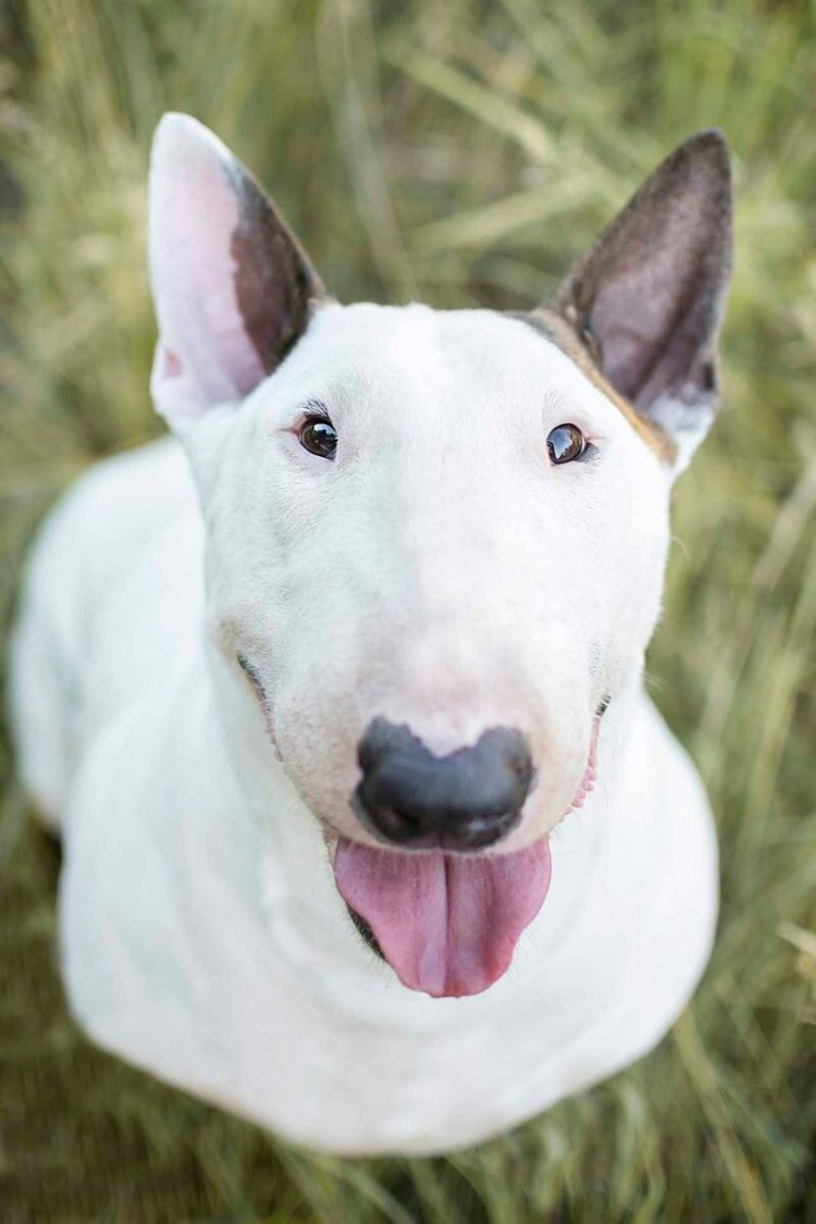 Бойцовский бультерьер