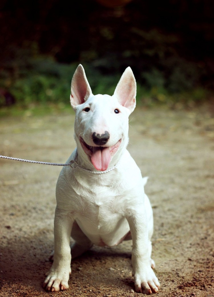 Бультерьер и крыса