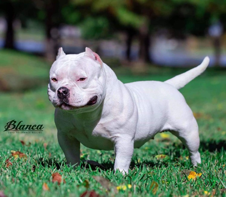 Породы собак похожие на питбуля