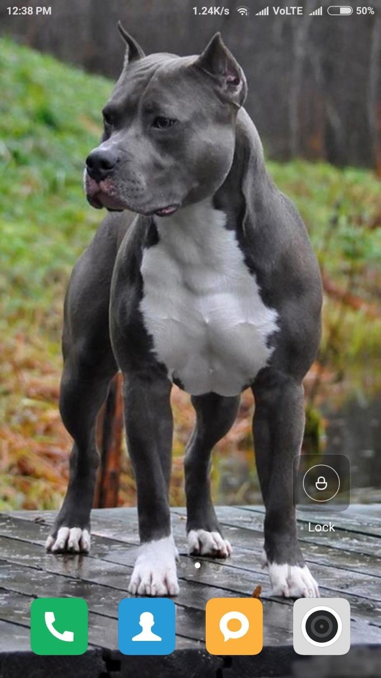 Стафф питбуль булли XL