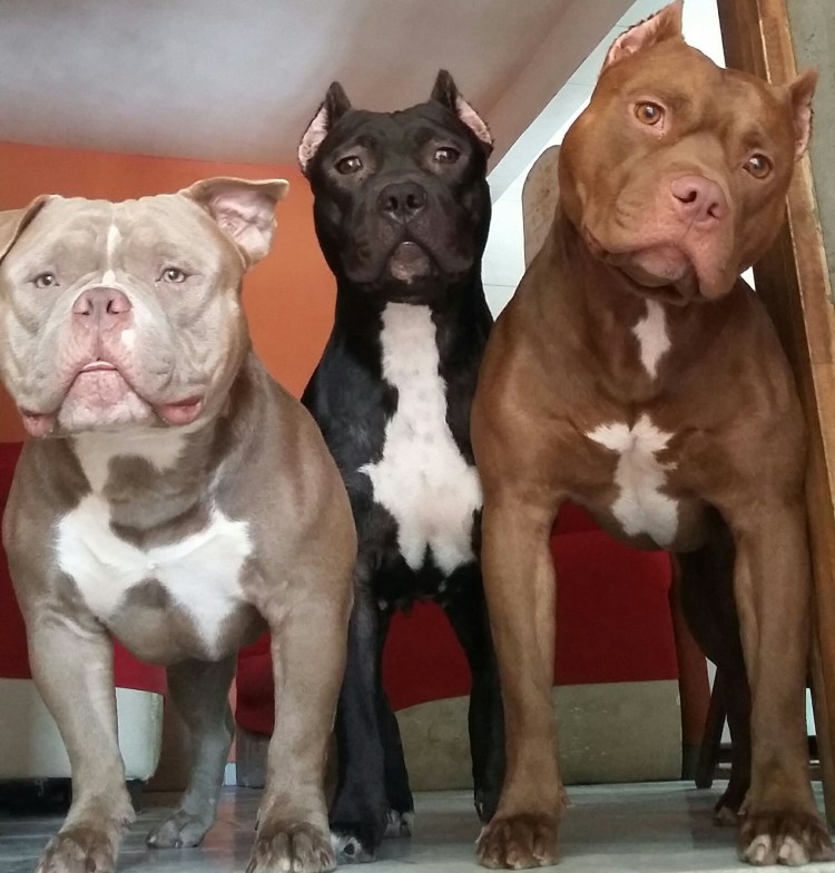 Кане Корсо и питбуль