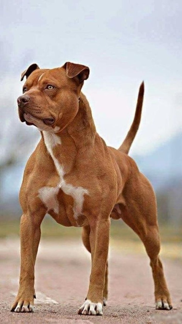 Стафф и питбуль