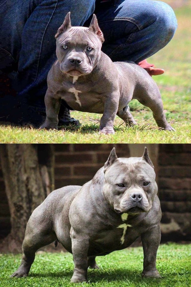 Американский булли большой