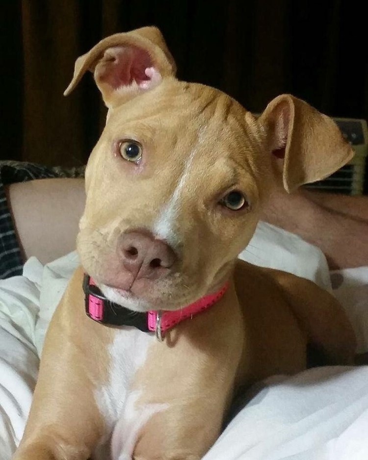 Породы собак похожие на питбуля