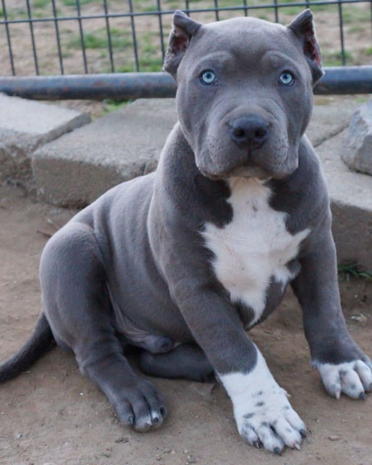 Амстафф булли