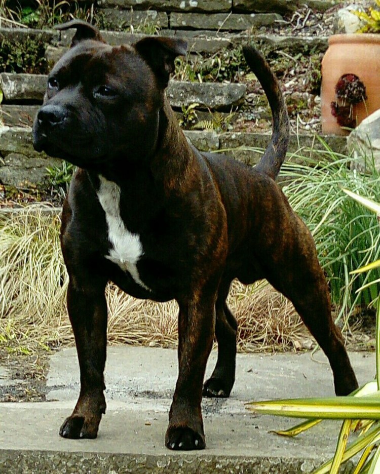 Американский булли мастиф