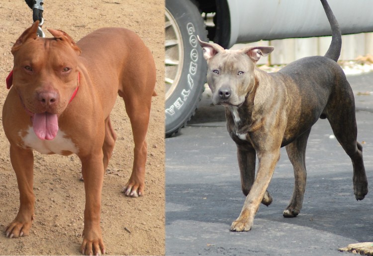 Джон уик питбуль щенок