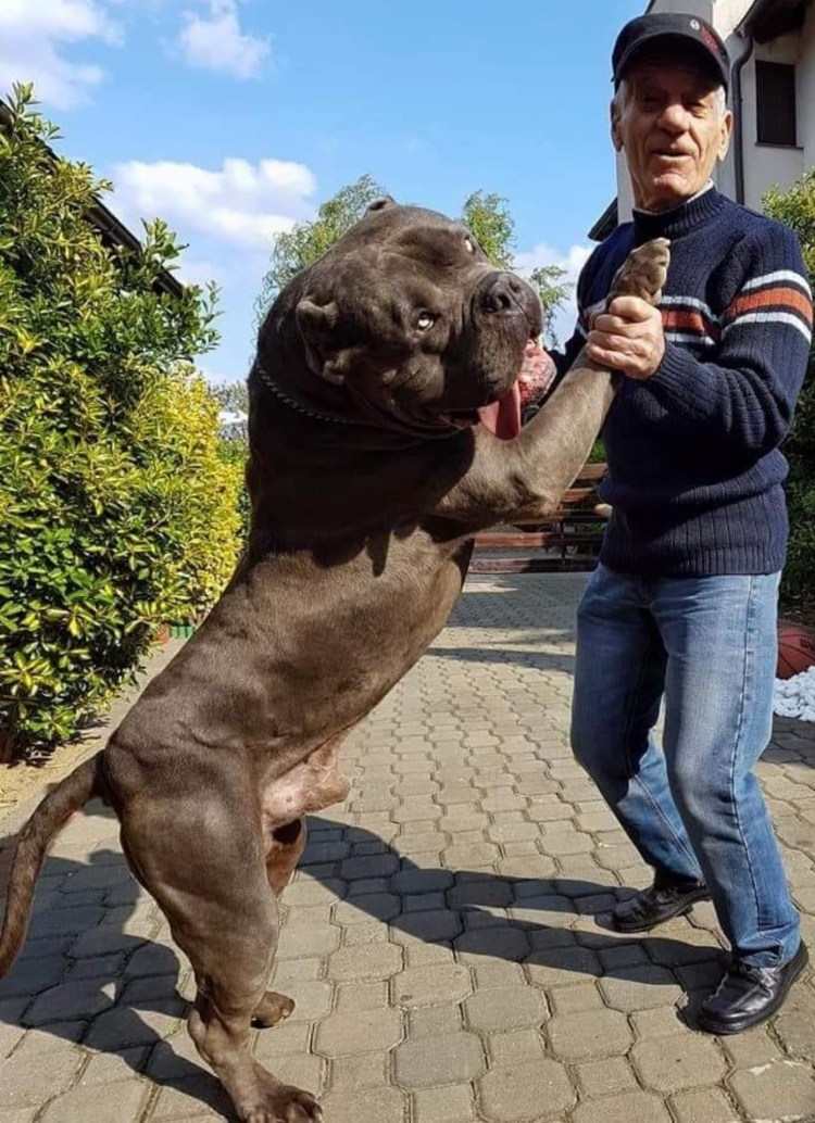 Американский питбультерьер