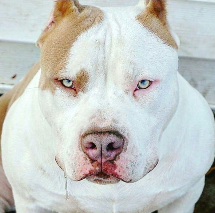 Канис пантер порода собак