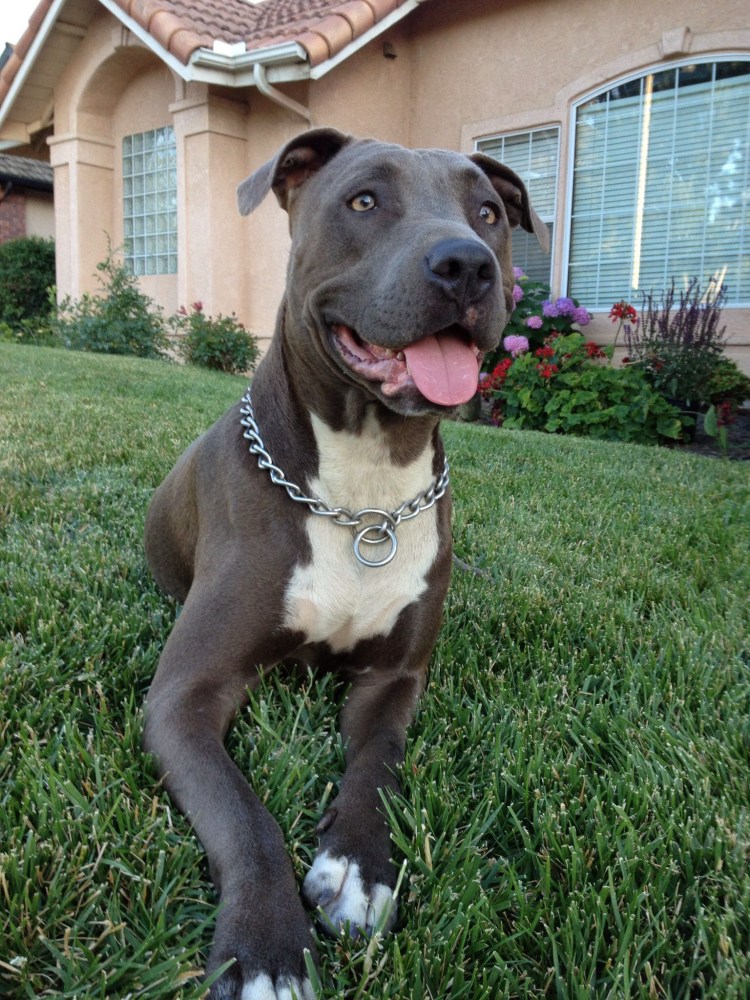 Шоколадный амстафф