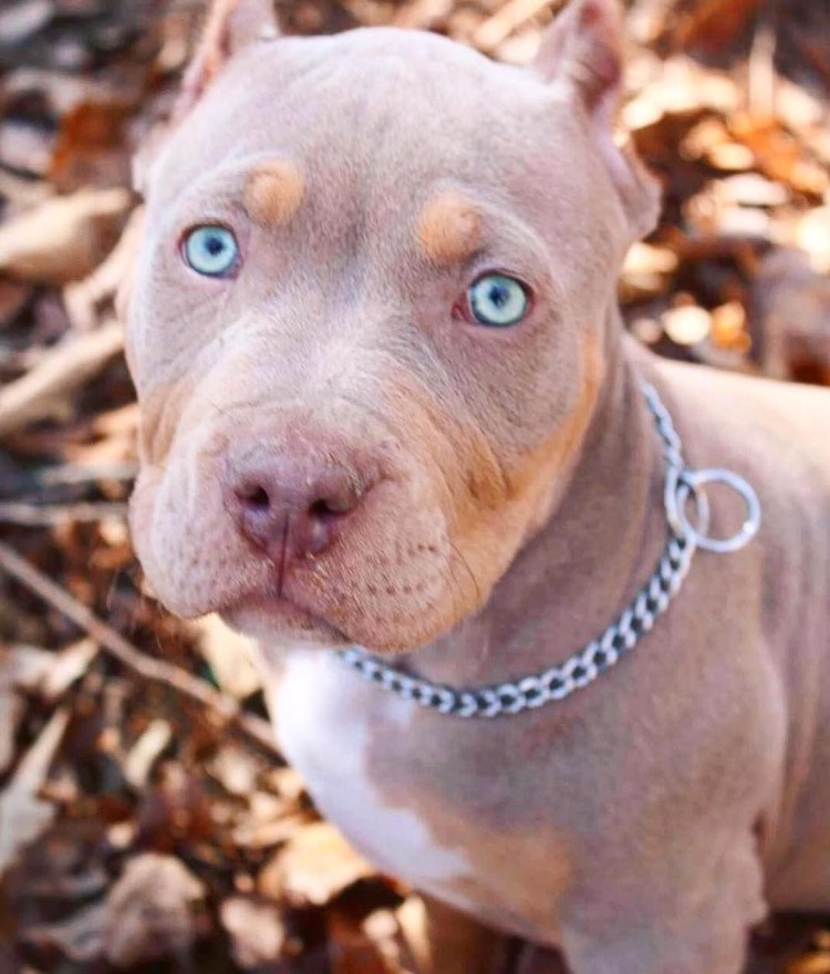 Питбуль Япикс