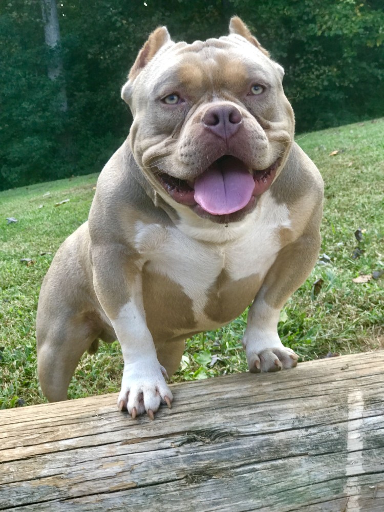 АПБТ порода собак