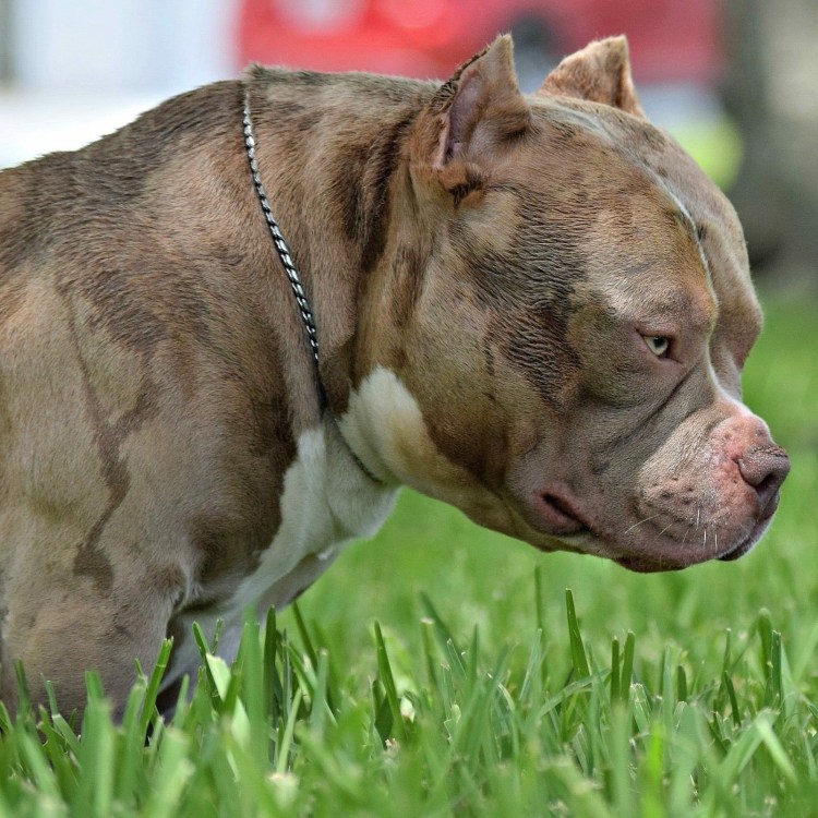 Американский булли терьер