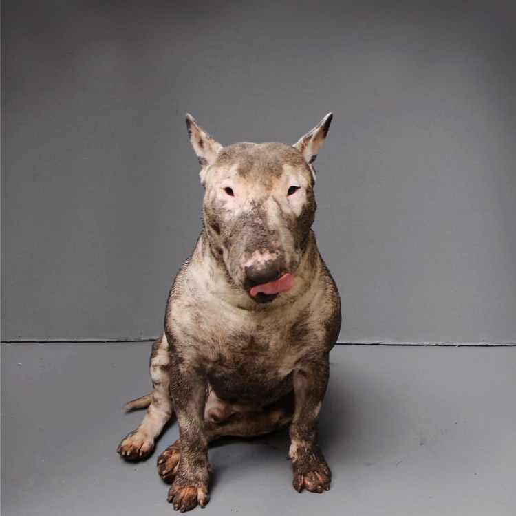 Питбуль с купированными ушами и хвостом