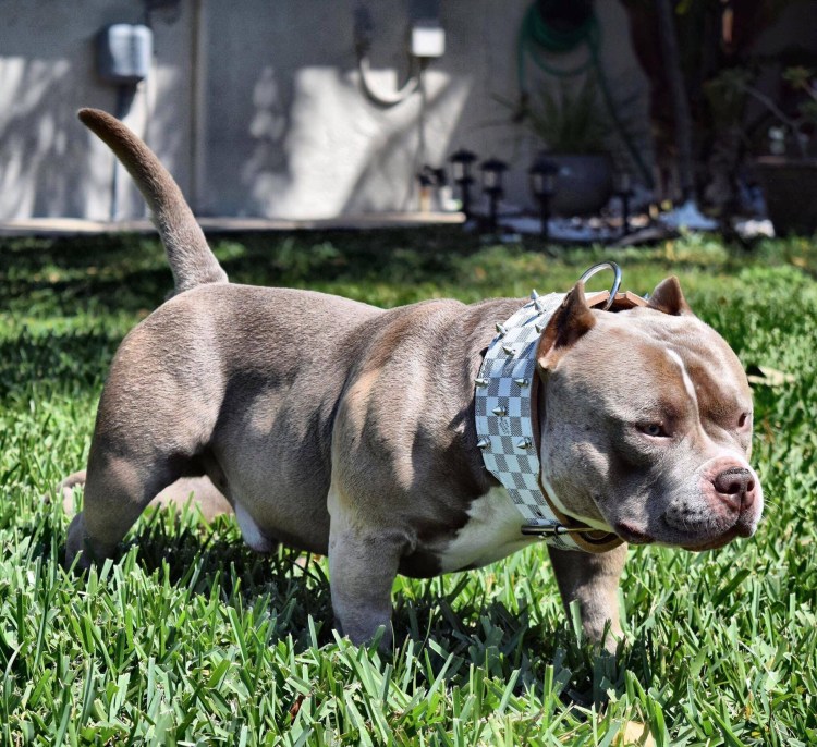 Стаффордширский терьер булли