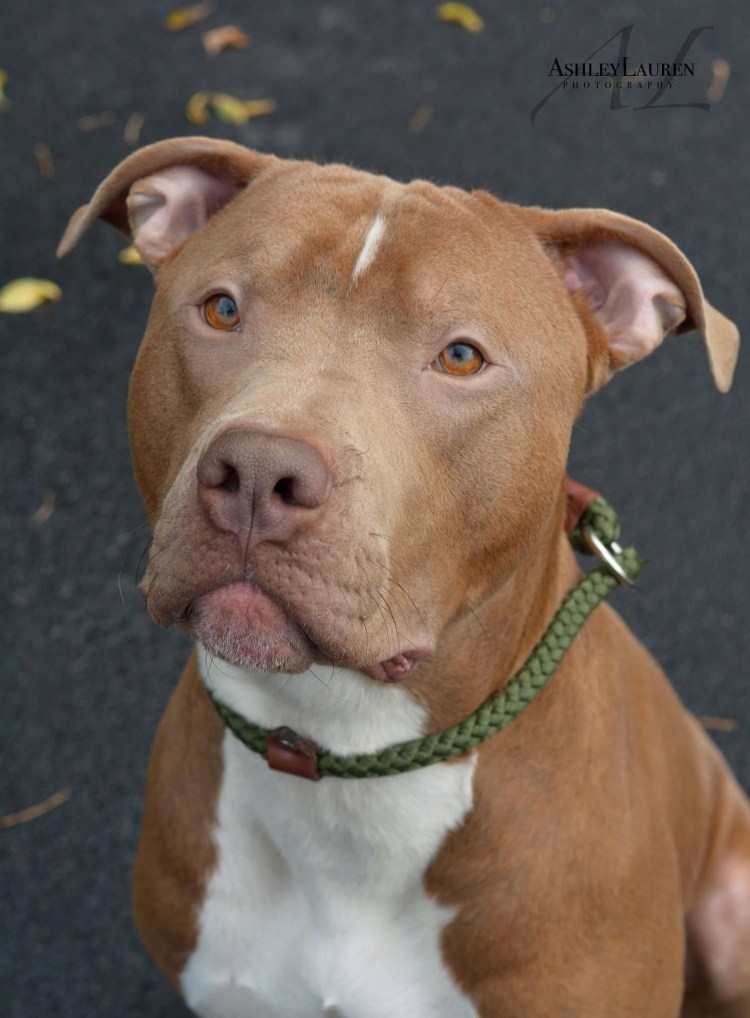 Бойцовский бультерьер