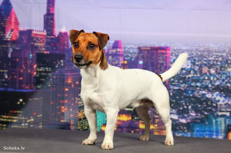 Аксель порода собак