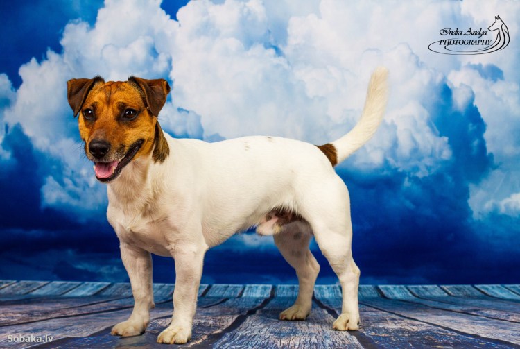 Ирландский сеттер