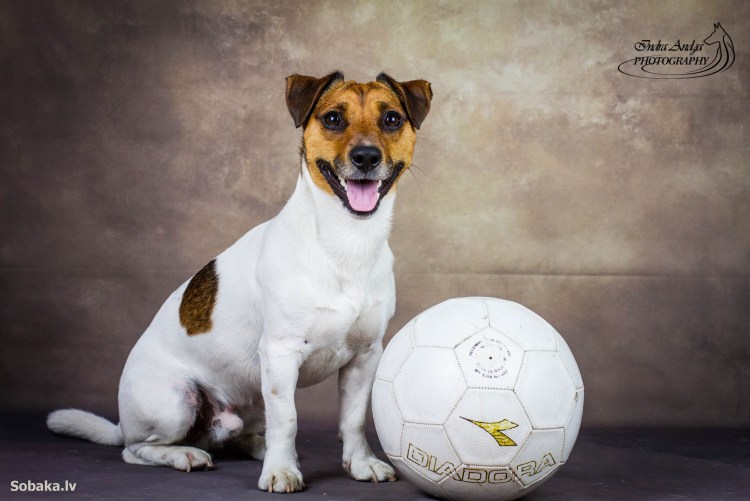 Джек-Рассел-терьер 3