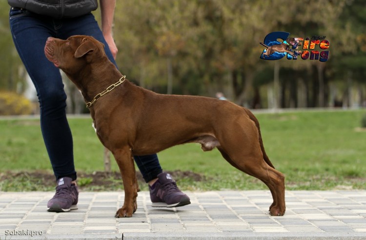 Собаки Ягдтерьер Возраст