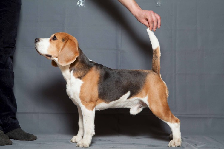 Окрас биглей стандарт