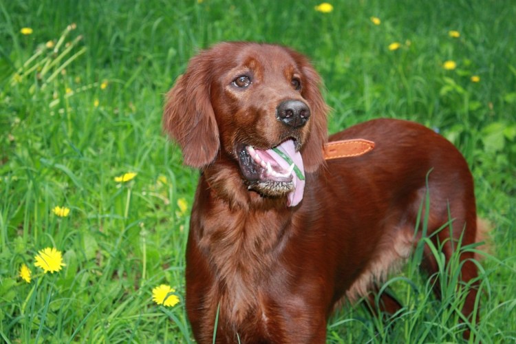 Джек Рассел на прогулке