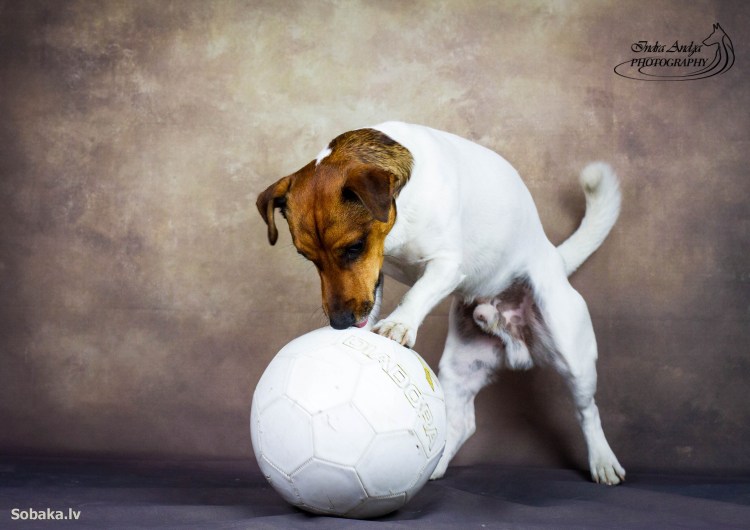 Порода собак Меркурий