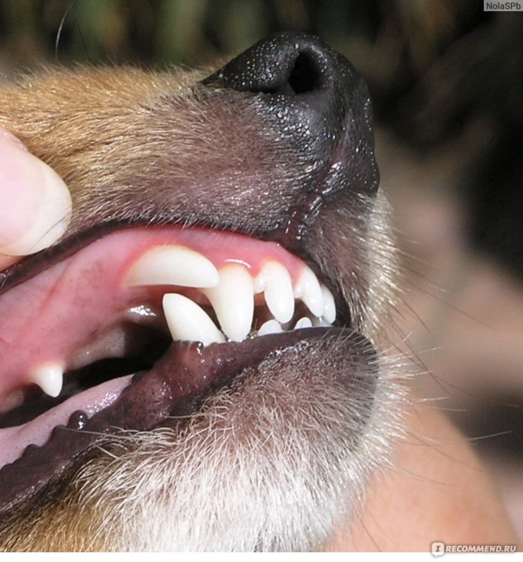 Ножницеобразный прикус у собак